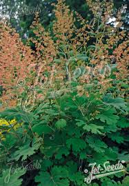 Image result for Macleaya
