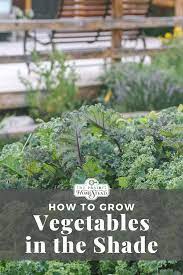 Vegetables That Grow In The Shade The Prairie Homestead Growing Vegetables Growing Gardens Fast Growing Vegetables