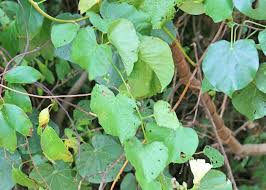 Image result for Operculina