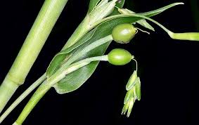 Image result for Coix lacryma-jobi