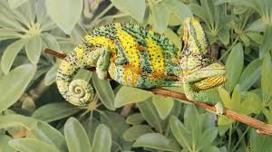 Remember that most plants purchased at a department store or nursery have soil that contains fertilizers, and the leaves may contain pesticides. Premium High Color Baby Veiled Chameleon For Sale Ronnie Bloodline Fl Chams