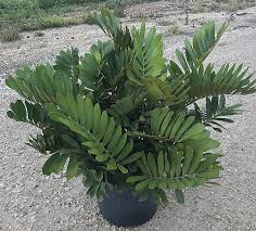 Image result for Zamia