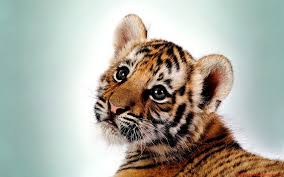 Babydieren grappige dieren schattige dieren schattige puppies leuke honden dieren foto's schattigste puppy schattigste honden gatos. Tijger Tigre Tiger Schattige Dieren Dieren Schattigste Dieren