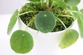 Maybe you would like to learn more about one of these? How To Care For And Grow Your Pilea Peperomiodes Plant Care Tips And More La Residence