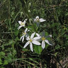Image result for Ornithogalum flexuosum
