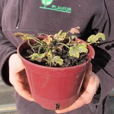 Alum Root Pluie De Feu Buy Alum Root Pluie De Feu Heuchera Pluie De Feu Home / vaste planten / heuchera 'pluie de feu'. planfor co uk