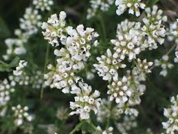 Image result for Eriosema pentaphyllum