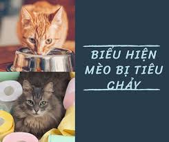 Join facebook to connect with meo chay and others you may know. Meo Bá»‹ Tieu Cháº£y Nguyen Nhan Cach Chá»¯a Trá»‹ Khi Meo Bá»‹ Tieu Cháº£y Hiá»‡u Quáº£ Yolo Pet Shop