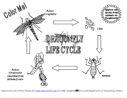 Explore the circle of life with this informative coloring sheet! Free Dragonfly Life Cycle Coloring Page Dragonfly Life Cycle Life Cycles Life Cycle Project