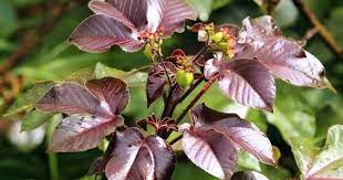 Yaps, tak hanya kesegarannya saja yang mampu menghilangkan dahaga, juga karena kandungan vitaminnya yang banyak. Ini Loh 9 Rahasia Daun Jarak Merah Bagi Kesehatan Fokus Jabar