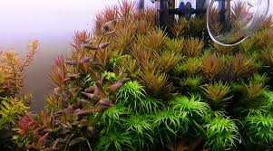 Image result for Limnophila fluviatilis