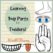 We share the following free pdf worksheet. Learning Body Parts For Toddlers