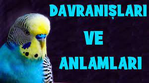 muhabbet kusu davranislari hareketlerinin anlami youtube