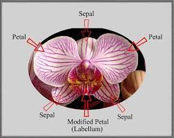 A Close Up View Of A Moth Orchid Moth Orchid Parts Of A Flower Orchids