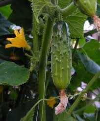 Image result for Cucumis