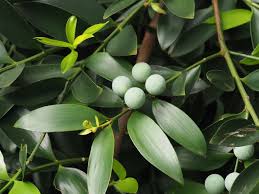 Image result for Nageia nagi