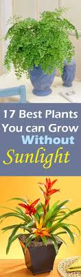Prolonged vitamin d deficiency can make children especially prone to rickets, a disorder. 26 Best Plants To Grow Indoors Without Sunlight Growing Plants Indoors Plants Cool Plants
