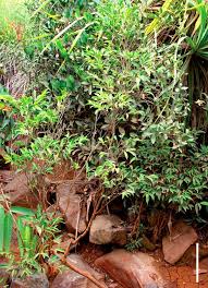 Image result for Rinorea