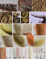 Image result for Chlorosplenium chlora