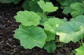 Die antworten auf diese fragen finden sie im gartenratgeber von ❀ gärtner pötschke ❀. 25 Winterharte Stauden Fur Halbschatten Halbschattige Pflanzen