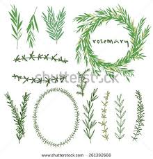 Hand Drawn Set Of Rosemary Flowers Wreaths And Decoration Elements Vector Illustration Wreath Tattoo Rosemary Tattoo Wreath Drawing