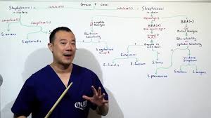 Gram Positive Cocci Intro Staph Strep Flow Chart Infectious Disease