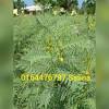 Cari tahu cara mengolah dan efek samping daun binahong di sini. Https Encrypted Tbn0 Gstatic Com Images Q Tbn And9gctuavq8yoguinkwgop08rred7c4g3cx4ulmsc8q5p5pptl4k9mx Usqp Cau