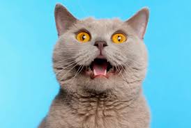 Dec 02, 2016 · put food and water outside near the point of escape or close to a good hiding spot nearby. Why Do Cats Leave Their Mouths Open After Smelling Something Mental Floss