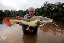 River monsters broadcasts on animal planet in the us, itv and. River Monsters Uncovers Tale Of Deadly Amazon Fish Attack