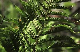 Image result for Woodsiaceae