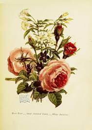 How Flower Obsessed Victorians Encoded Messages In Bouquets Language Of Flowers Flowers Photography Victorian Flowers