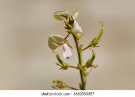 Image result for Desmodium scorpiurus