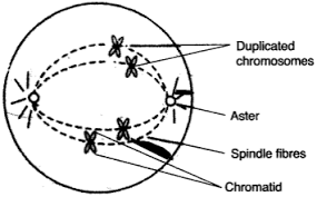 I am not an artist—so if i can of course, learning or reviewing the function while drawing the structure helps one to better. I Draw A Well Labelled Diagram To Show The Metopnase Stage Of Muosis In An Animal Cell Ha Ving Four Chromosomes Sarthaks Econnect Largest Online Education Community