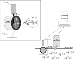 Commenté avec humour et audace, ce film est l'occasion d'une visite de la ville, de ses quartiers, de. Effects Of High Food Demand Fish Removal In Groups Of Juvenile Sea Bass Dicentrarchus Labrax