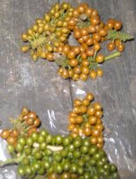 Image result for Piper guineense