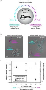 Try to make the glass happy in all three game modes. A Spore Quality Quantity Tradeoff Favors Diverse Sporulation Strategies In Bacillus Subtilis The Isme Journal
