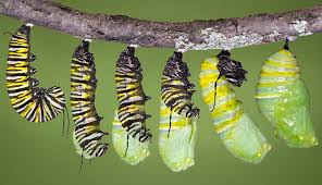 This sizeable green caterpillar has a greedy. Where Do Tomato Worms Come From Sounds Gross But This Is Amazing