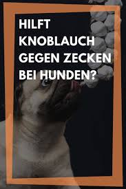Durfen Hunde Knoblauch Essen Hunde Gesunde Hunde Giftig Fur Hunde