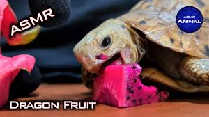 Tortoise Eating Dragon Fruit Asmr Turtle 50 Animal Asmr Youtube Dragon Fruit Cute Tortoise Dragon
