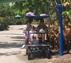 On march 4th, kashifa, zoo miami's 11 year old lioness, was noted to have suddenly lost the ability to use her hind limbs while on exhibit. Visiting Zoo Miami With The Kids