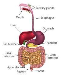 Human Digestive System Digestive Tract Or Alimentary Canal Including Human Digestive System Digestive System Function Digestive System Anatomy