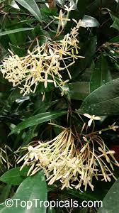 Image result for Ixora seretii