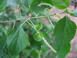 Image result for Acalypha fruticosa