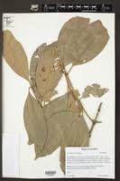 Image result for Garcinia kingaensis