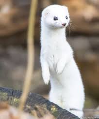 Least Weasel By Aleksei Malygin 500px Cute Ferrets Cute Animals Super Cute Animals