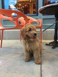 Goldendoodles are highly intelligent and loyal companions, their affectionate and gentle nature makes them some of. Royal Is Growing Up 3 Months Old F1b Goldendoodle Timberidge Goldendoodles Goldendoodle Puppy Goldendoodle Goldendoodle Mom