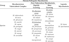 Image result for Mycobacteria