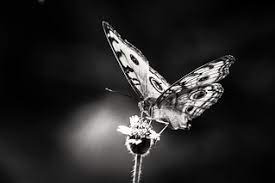 Gambar kupu kupu hitam putih. Kupu Kupu Hitam Putih Coco Chalistapunk Flickr