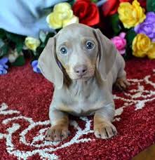 Black And Cream Dachshund Short Hair Mini Dachshund Puppies For Sale Black Tan Doxie Breeder Short Hair Pups In 2020 Dachshund Puppies Dapple Dachshund Dachshund Puppy Miniature