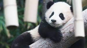 In the first days, mei xiang kept the cub. Cub Class Clingy Baby Panda Hitches A Lift On Keeper S Leg Cgtn